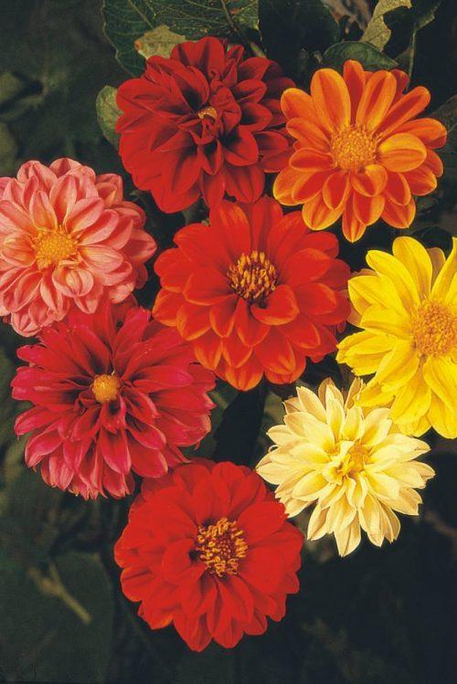 flores-lindas-para-plantar-no-seu-jardim-ou-horta-dalia 10 flores lindas para plantar no seu jardim ou horta. Na foto, dalia.