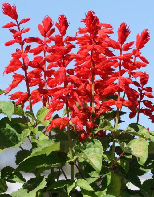 flores-lindas-para-plantar-no-seu-jardim-ou-horta-salvia 10 flores lindas para plantar no seu jardim ou horta. Na foto, salvia.